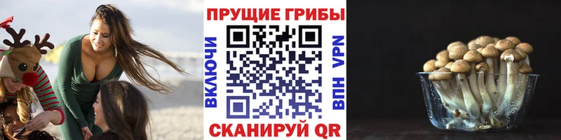Галлюциногенные грибы Psilocybine cubensis  omg маркетплейс  Котельниково 